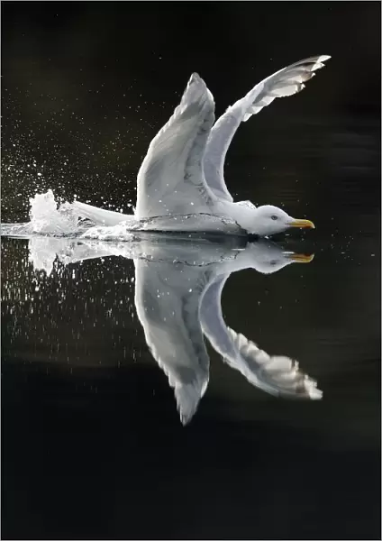 Herring gull (Larus argentatus) showing aggression on water, Flatanger, Nord-Trndelag