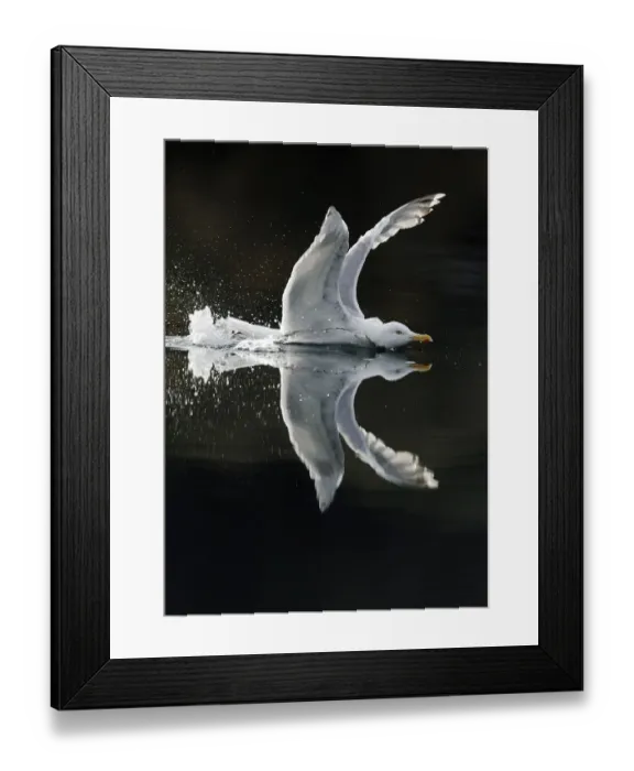 Framed Print : Herring gull (Larus argentatus) showing aggression on water, Flatanger, Nord-Trndelag Framed Print : Herring gull (Larus argentatus) showing aggression on water, Flatanger, Nord-Trndelag