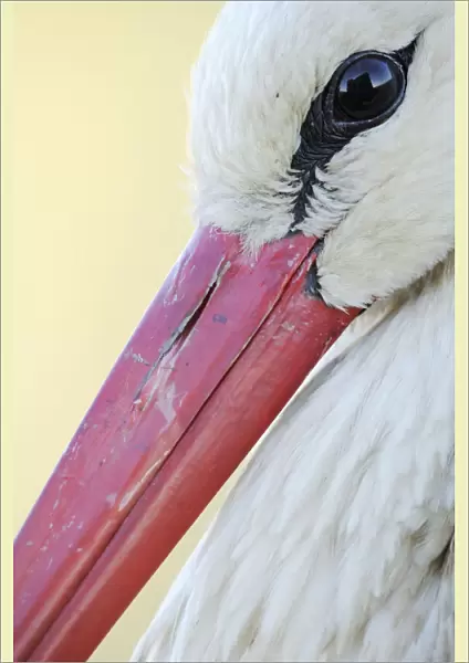 White stork (Ciconia ciconia) close-up, La Serena, Extremadura, Spain, March 2009
