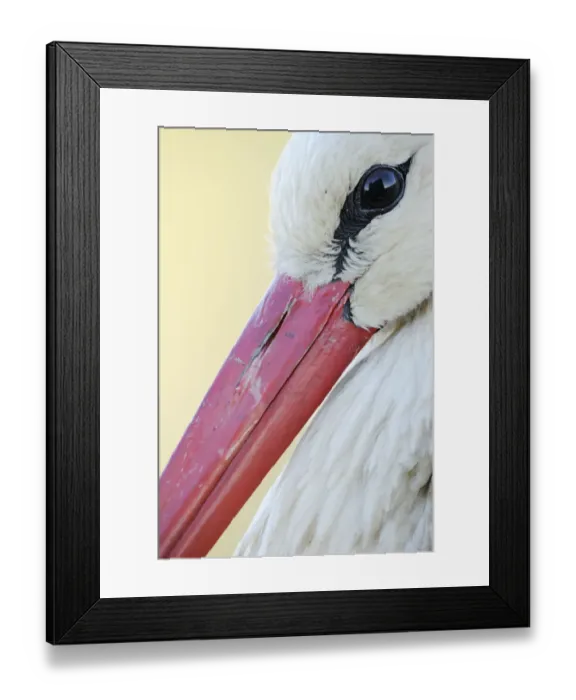 Framed Print : White stork (Ciconia ciconia) close-up, La Serena, Extremadura, Spain, March 2009