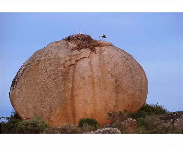 White storks (Ciconia ciconia) at nest, on large granite boulder, Los Barruecos Natural Monument