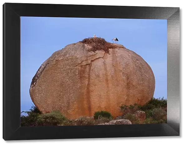 White storks (Ciconia ciconia) at nest, on large granite boulder, Los Barruecos Natural Monument