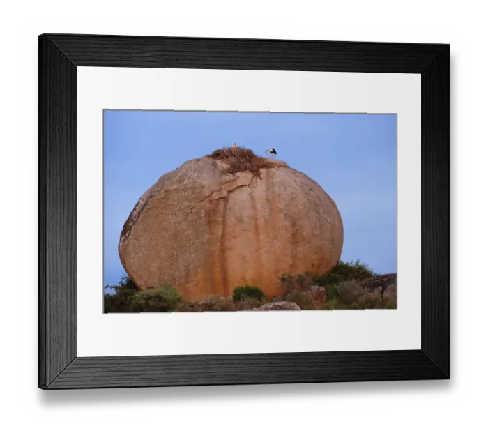 Framed Print : White storks (Ciconia ciconia) at nest, on large granite boulder, Los Barruecos Natural Monument Framed Print : White storks (Ciconia ciconia) at nest, on large granite boulder, Los Barruecos Natural Monument