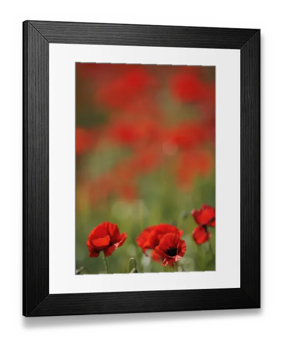 Framed Print : Poppies in flower, La Serena, Extremadura, Spain, April 2009 Framed Print : Poppies in flower, La Serena, Extremadura, Spain, April 2009