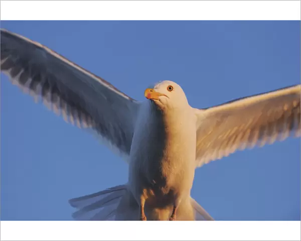 Herring gull (Larus argentatus) close up in flight, in midnight sun, Flatanger, Nord Trndelag