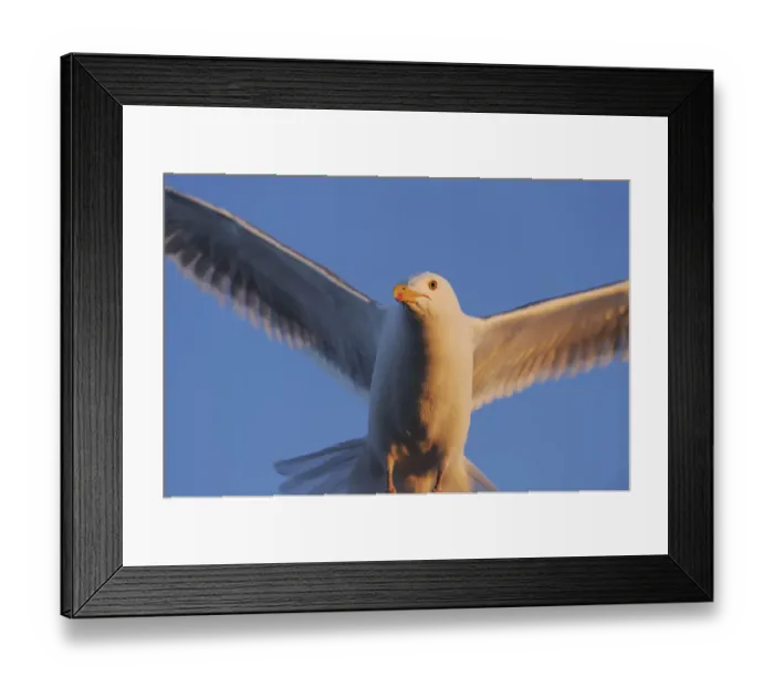 Framed Print : Herring gull (Larus argentatus) close up in flight, in midnight sun, Flatanger, Nord Trndelag Framed Print : Herring gull (Larus argentatus) close up in flight, in midnight sun, Flatanger, Nord Trndelag