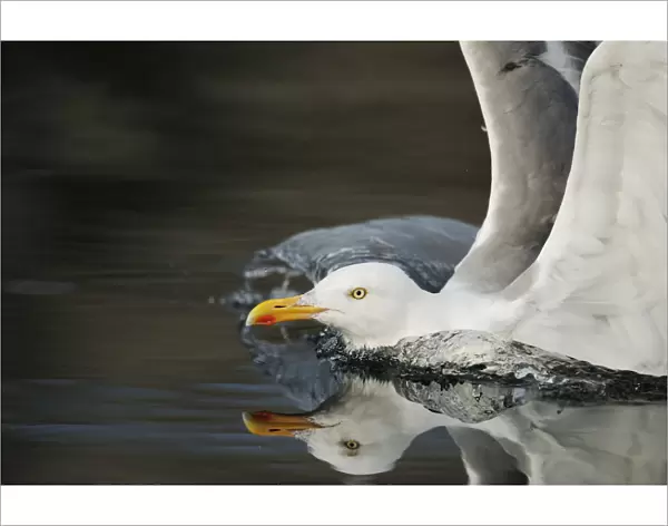 Herring gull (Larus argentatus) landing on water, Flatanger, Nord Trndelag, Norway