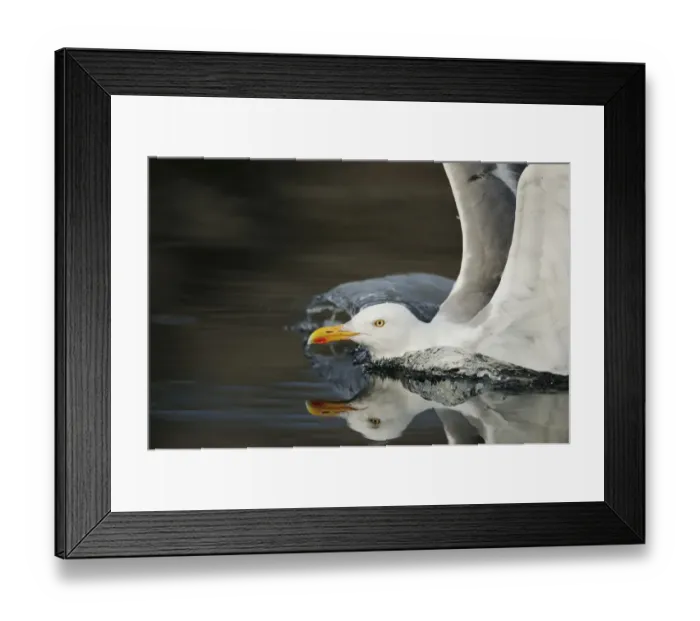 Framed Print : Herring gull (Larus argentatus) landing on water, Flatanger, Nord Trndelag, Norway Framed Print : Herring gull (Larus argentatus) landing on water, Flatanger, Nord Trndelag, Norway