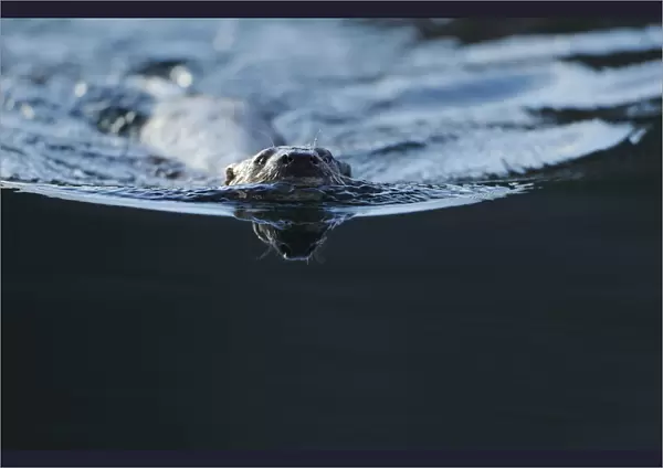 European river otter (Lutra lutra) swimming, North Atlantic, Flatanger, Nord-Trndelag