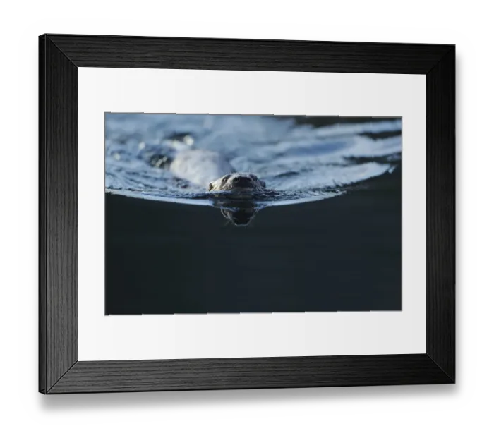 Framed Print : European river otter (Lutra lutra) swimming, North Atlantic, Flatanger, Nord-Trndelag Framed Print : European river otter (Lutra lutra) swimming, North Atlantic, Flatanger, Nord-Trndelag