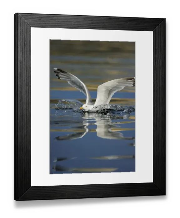 Framed Print : Herring gull (Larus argentatus) landing on water, Flatanger, Nord Trndelag, Norway Framed Print : Herring gull (Larus argentatus) landing on water, Flatanger, Nord Trndelag, Norway