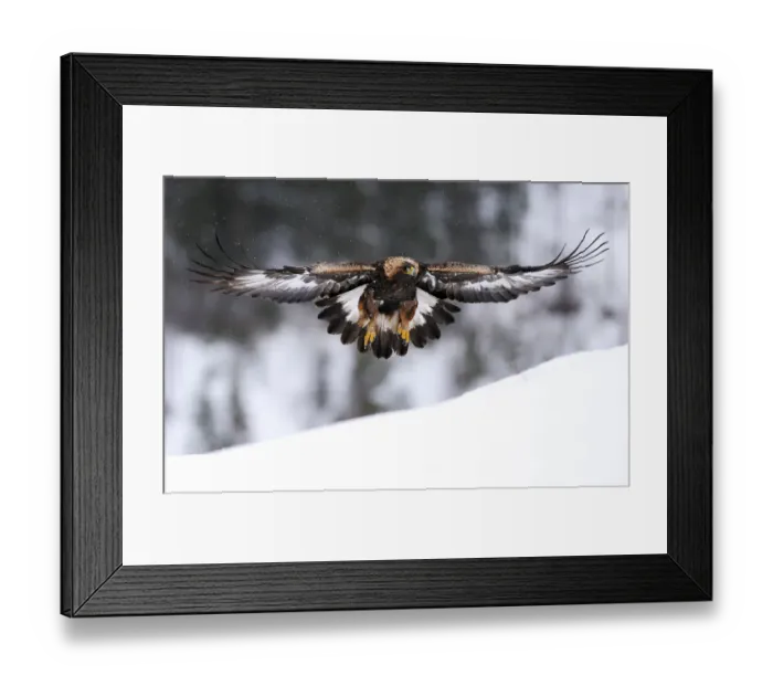 Framed Print : Golden eagle (Aquila chrysaetos) in flight over snow, Flatanger, Norway, November 2008
