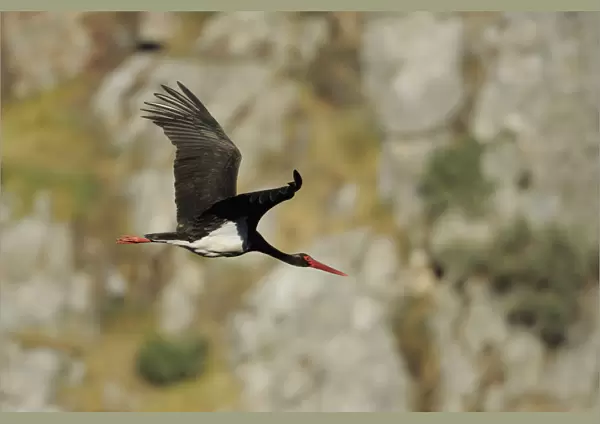 Black stork (Ciconia nigra) in flight, Monfrague National Park, Extremadura, Spain