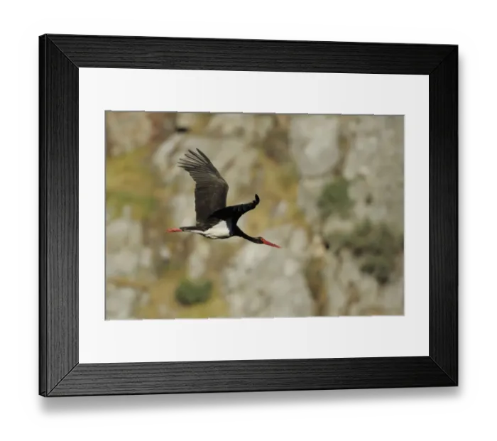 Framed Print : Black stork (Ciconia nigra) in flight, Monfrague National Park, Extremadura, Spain Framed Print : Black stork (Ciconia nigra) in flight, Monfrague National Park, Extremadura, Spain