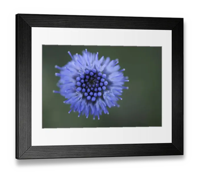 Framed Print : Scabius flower, La Serena, Extremadura, Spain, April 2009 Framed Print : Scabius flower, La Serena, Extremadura, Spain, April 2009