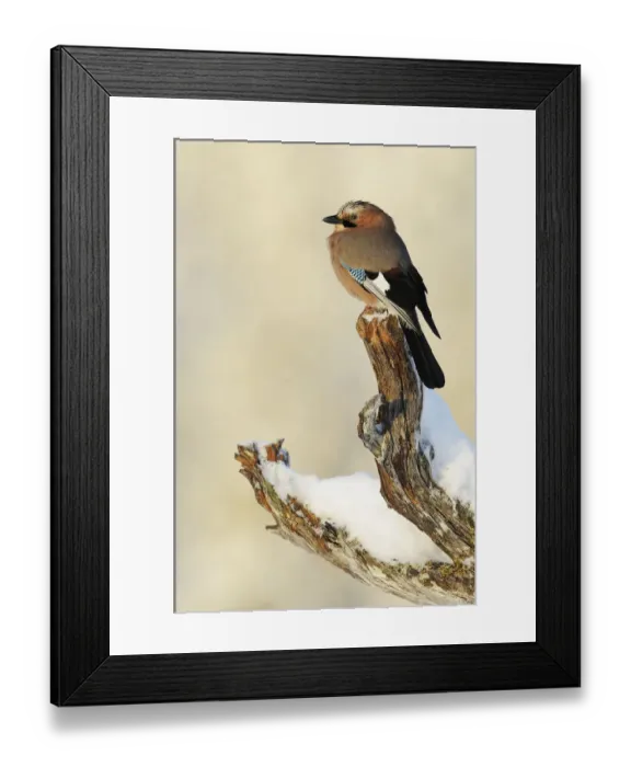 Framed Print : Eurasian jay (Garrulus glandarius) perched on branch in snow, Flatanger, Norway Framed Print : Eurasian jay (Garrulus glandarius) perched on branch in snow, Flatanger, Norway