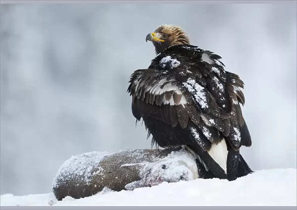 Golden eagle (Aquila chrysaetos) perched on deer carcass in snow, Flatanger, Norway
