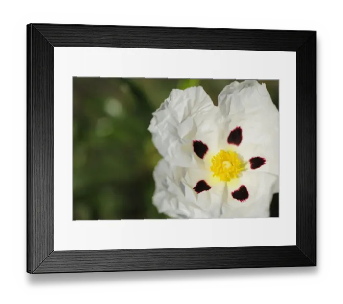Framed Print : Common gum cistus (Cistus ladanifer) flower, Monfrague National Park, Extremadura Framed Print : Common gum cistus (Cistus ladanifer) flower, Monfrague National Park, Extremadura