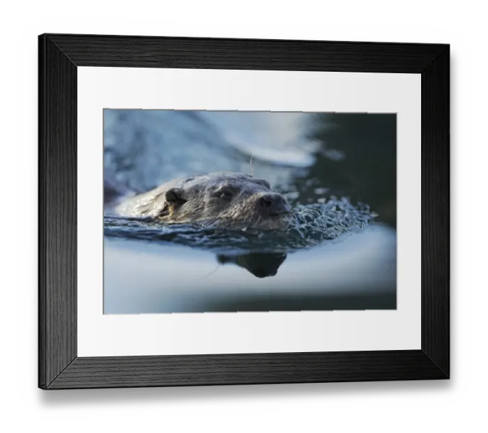Framed Print : European river otter (Lutra lutra) close up of head, swimming, North Atlantic, Flatanger Framed Print : European river otter (Lutra lutra) close up of head, swimming, North Atlantic, Flatanger