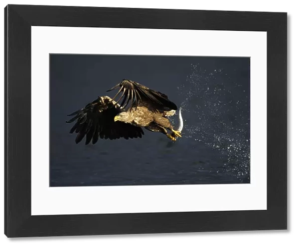 White tailed sea eagle (Haliaeetus albicilla) in flight with fish, Flatanger, Nord Trndelag