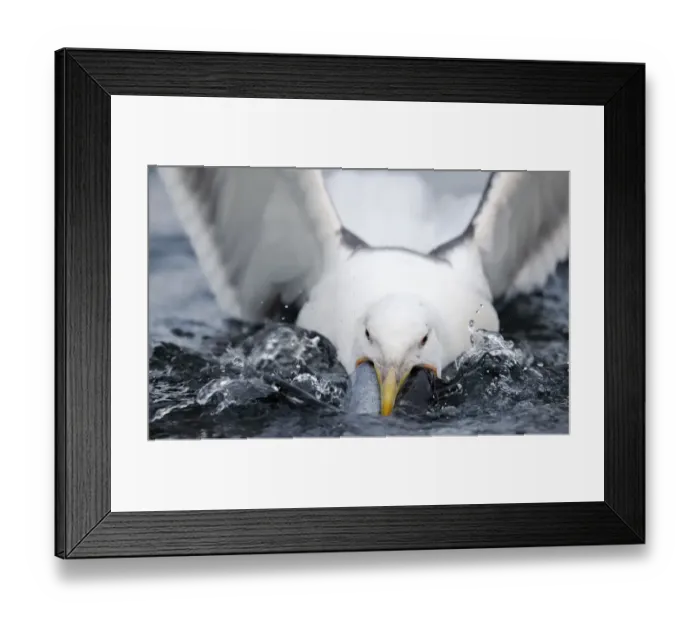 Framed Print : Greater black backed gull (Larus marinus) swallowing large fish, North Atlantic, Flatanger Framed Print : Greater black backed gull (Larus marinus) swallowing large fish, North Atlantic, Flatanger