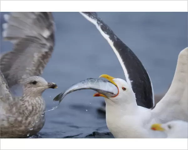 Greater black backed gull (Larus marinus) swallowing large fish, North Atlantic, Flatanger