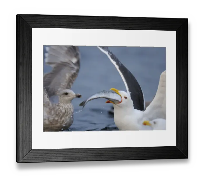 Framed Print : Greater black backed gull (Larus marinus) swallowing large fish, North Atlantic, Flatanger Framed Print : Greater black backed gull (Larus marinus) swallowing large fish, North Atlantic, Flatanger