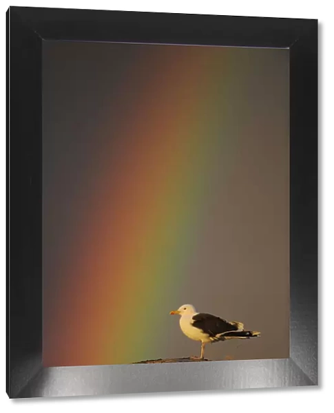 Greater black backed gull (Larus marinus) standing on rock with rainbow, North Atlantic
