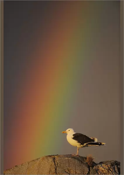 Greater black backed gull (Larus marinus) standing on rock with rainbow, North Atlantic