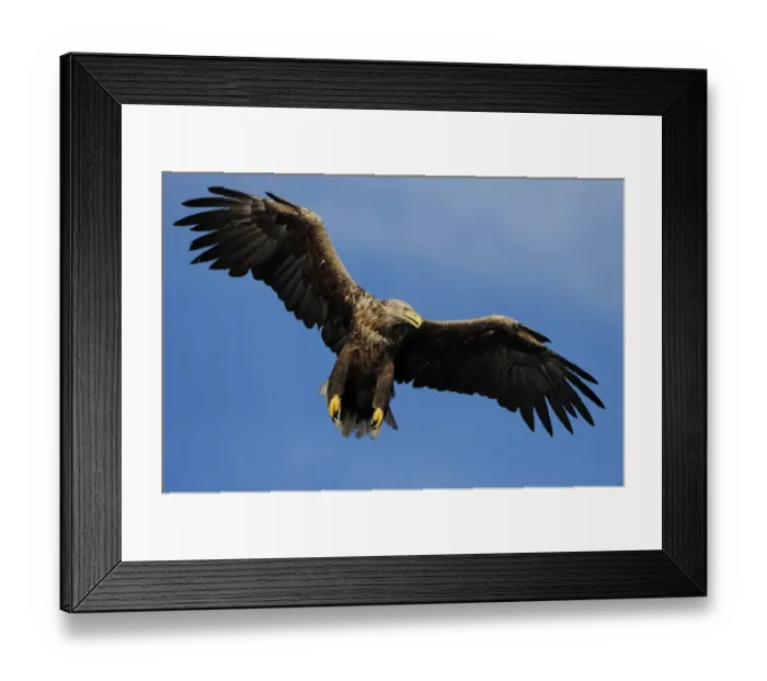 Framed Print : White tailed sea eagle (Haliaeetus albicilla) in flight, North Atlantic, Flatanger Framed Print : White tailed sea eagle (Haliaeetus albicilla) in flight, North Atlantic, Flatanger