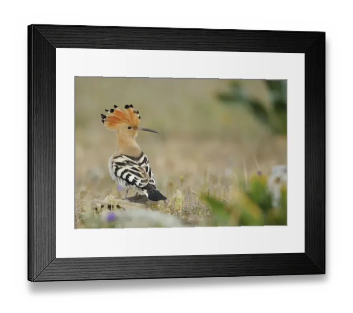 Framed Print : Hoopoe (Upupa epops) La Serena, Extremadura, Spain, April 2009