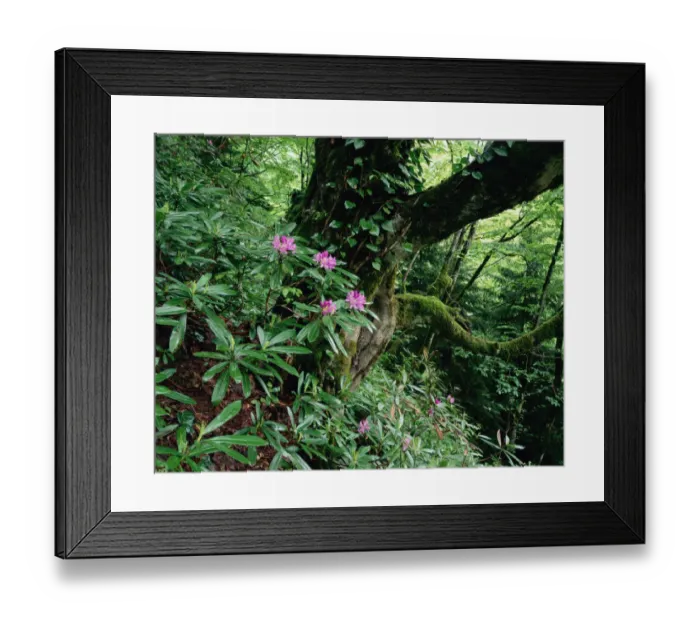 Framed Print : Flowering Rhododendron in old growth forest, Borjomi Kharagauli National Park, Georgia Framed Print : Flowering Rhododendron in old growth forest, Borjomi Kharagauli National Park, Georgia