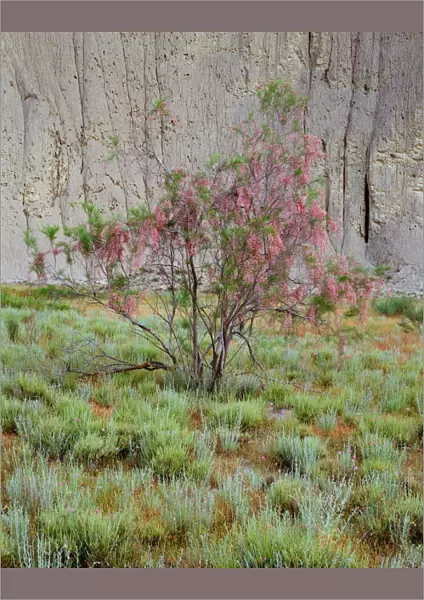 Flowering Tamarisk tree (Tamarix sp) in the Badlands, Vashlovani National Park, Georgia