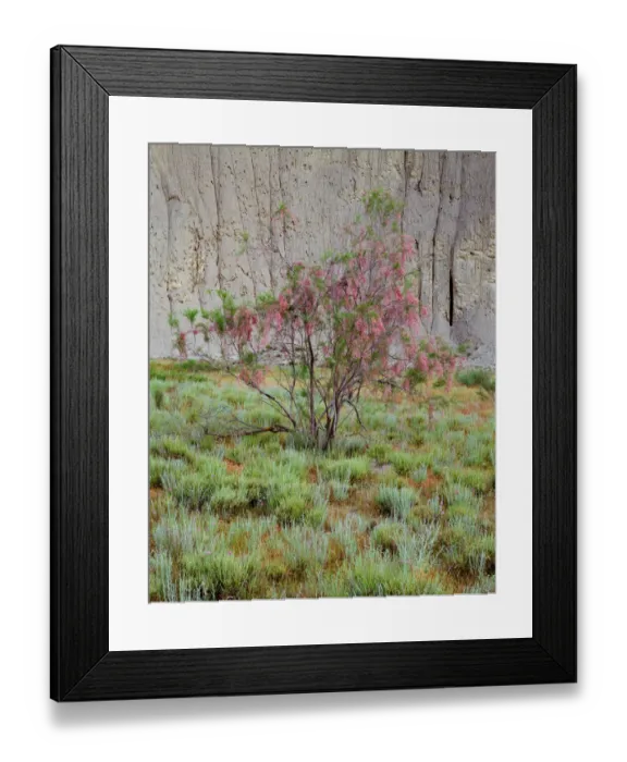 Framed Print : Flowering Tamarisk tree (Tamarix sp) in the Badlands, Vashlovani National Park, Georgia Framed Print : Flowering Tamarisk tree (Tamarix sp) in the Badlands, Vashlovani National Park, Georgia