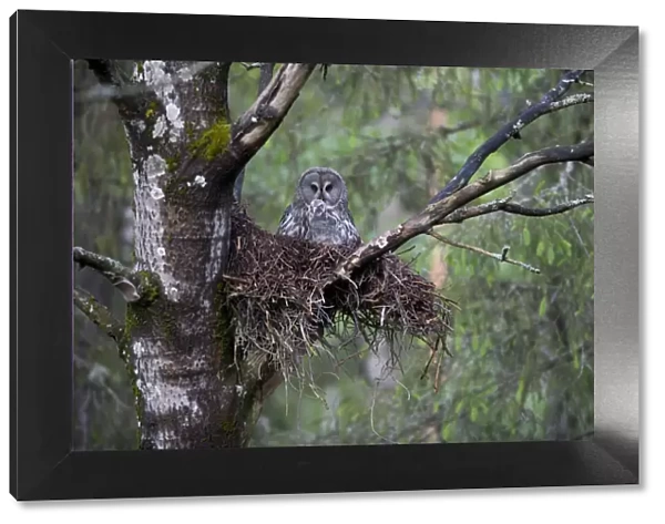 Great grey owl (Strix nebulosa) with chick in nest in boreal forest, Northern Oulu