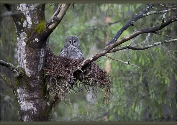 Great grey owl (Strix nebulosa) with chick in nest in boreal forest, Northern Oulu