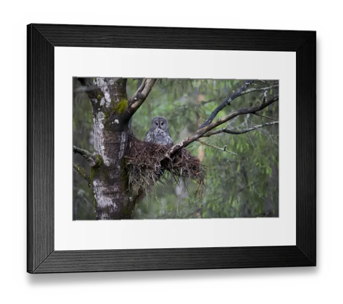 Framed Print : Great grey owl (Strix nebulosa) with chick in nest in boreal forest, Northern Oulu Framed Print : Great grey owl (Strix nebulosa) with chick in nest in boreal forest, Northern Oulu