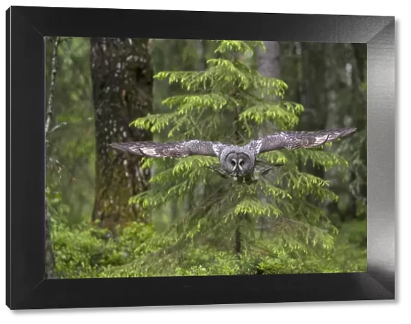 Great grey owl (Strix nebulosa) in flight in boreal forest, Northern Oulu, Finland