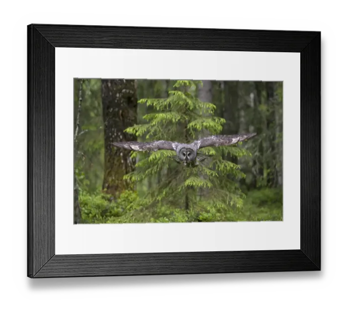 Framed Print : Great grey owl (Strix nebulosa) in flight in boreal forest, Northern Oulu, Finland Framed Print : Great grey owl (Strix nebulosa) in flight in boreal forest, Northern Oulu, Finland