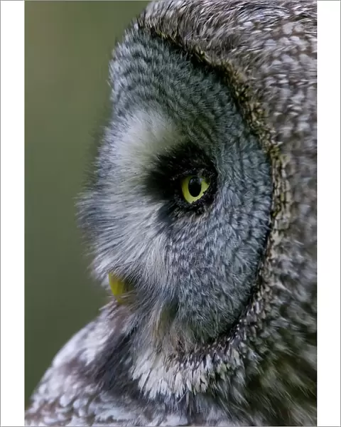 Great grey owl (Strix nebulosa) close-up of head, Northern Oulu, Finland, June 2008