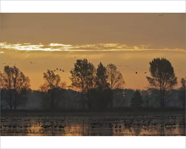 Common cranes (Grus grus) at sunrise, Brandenburg, Germany, October 2008