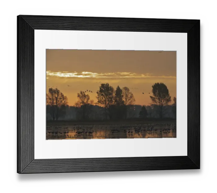 Framed Print : Common cranes (Grus grus) at sunrise, Brandenburg, Germany, October 2008 Framed Print : Common cranes (Grus grus) at sunrise, Brandenburg, Germany, October 2008