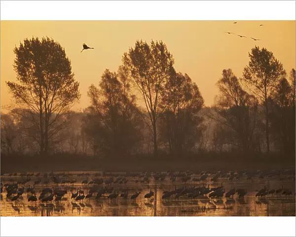 Common cranes (Grus grus) at surise in water with some flying, Brandenburg, Germany