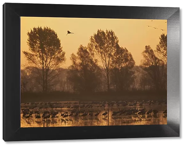 Common cranes (Grus grus) at surise in water with some flying, Brandenburg, Germany