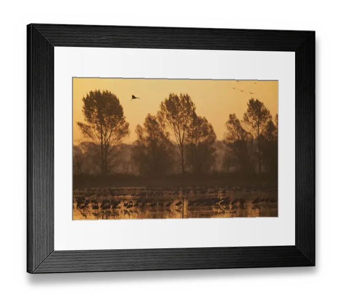 Framed Print : Common cranes (Grus grus) at surise in water with some flying, Brandenburg, Germany Framed Print : Common cranes (Grus grus) at surise in water with some flying, Brandenburg, Germany