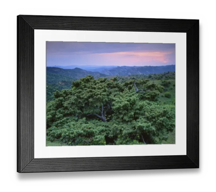 Framed Print : View over trees towards badlands at sunset, Vashlovani National Park, Georgia, May 2008 Framed Print : View over trees towards badlands at sunset, Vashlovani National Park, Georgia, May 2008
