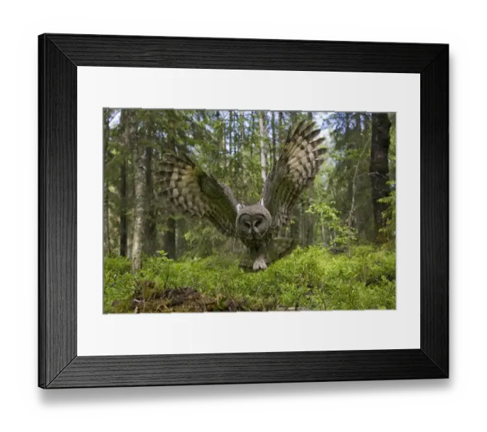Framed Print : Great grey owl (strix nebulosa) in flight in boreal forest, Northern Oulu, Finland Framed Print : Great grey owl (strix nebulosa) in flight in boreal forest, Northern Oulu, Finland
