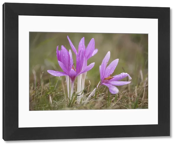Meadow saffron crocus (Colchicum autumnale) flowers covered in water droplets, Mohacs
