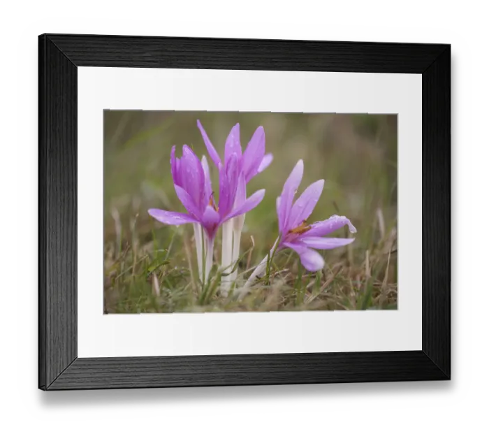 Framed Print : Meadow saffron crocus (Colchicum autumnale) flowers covered in water droplets, Mohacs Framed Print : Meadow saffron crocus (Colchicum autumnale) flowers covered in water droplets, Mohacs