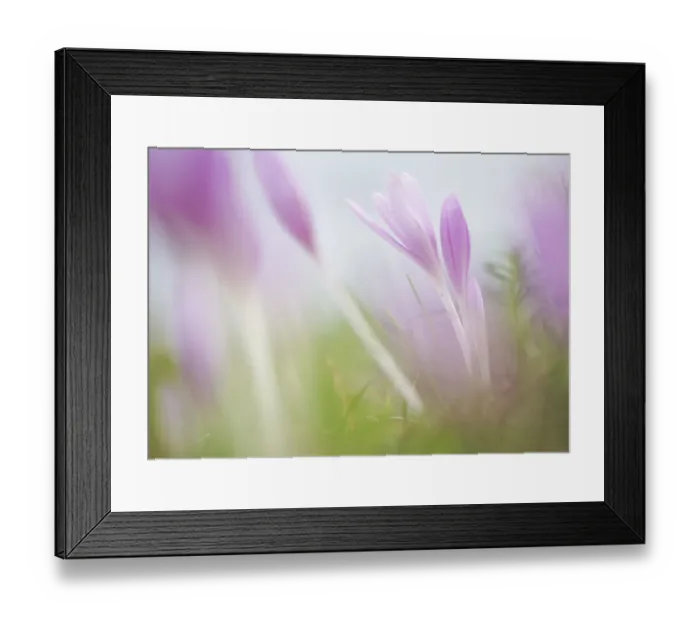 Framed Print : Meadow saffron crocus (Colchicum autumnale) flowers, Mohacs, Bda-Karapancsa, Duna Drava NP Framed Print : Meadow saffron crocus (Colchicum autumnale) flowers, Mohacs, Bda-Karapancsa, Duna Drava NP